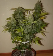 Grapefruit Auto – FastBuds – Autoflowering
