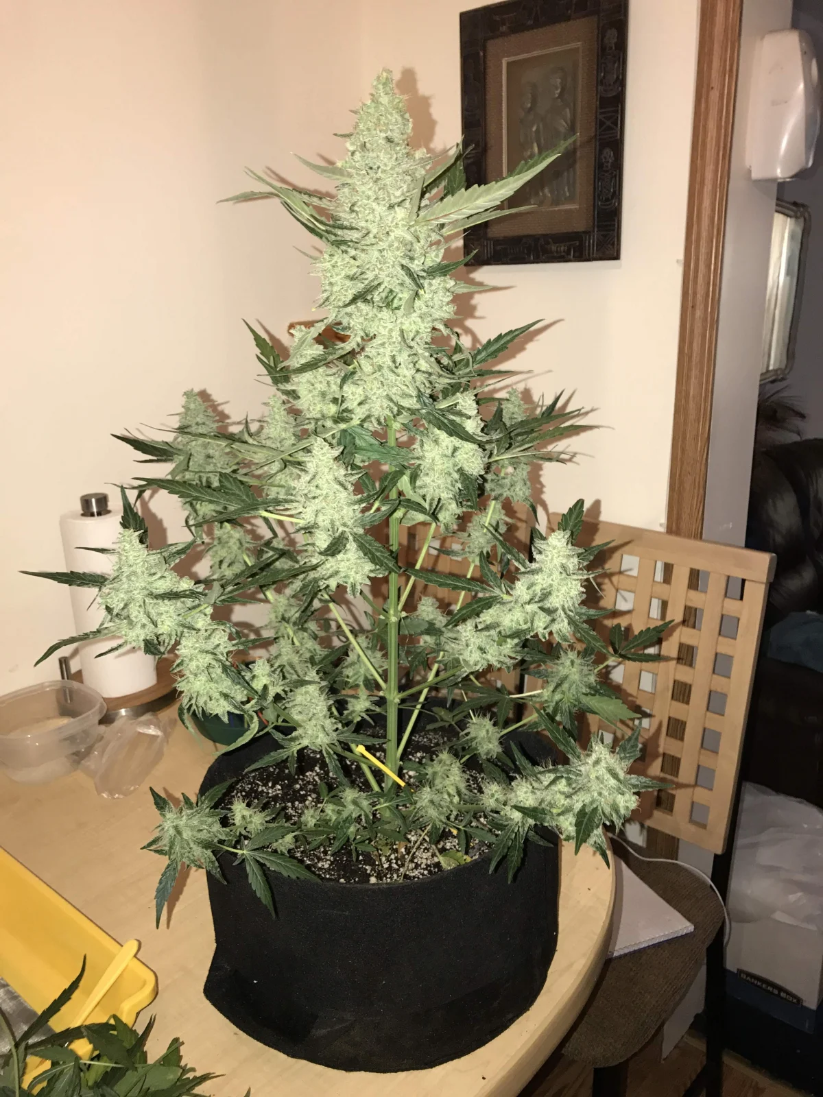Green Crack Auto – FastBuds – Autoflowering