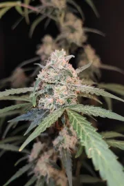 Original Auto AK – FastBuds – Autoflowering