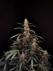 Original Auto Amnesia Haze