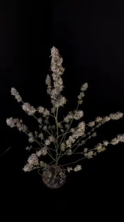 Original Auto BubbleGum