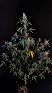 Original Auto BubbleGum