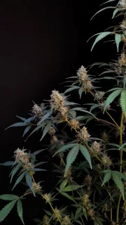 Original Auto BubbleGum