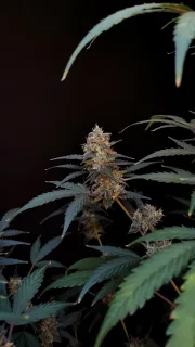 Original Auto BubbleGum