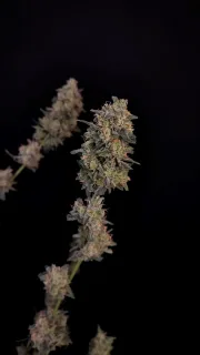 Original Auto BubbleGum