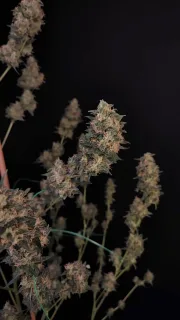 Original Auto Cheese
