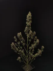 Original Auto Chemdawg