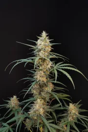 Original Auto Chemdawg – FastBuds – Autoflowering