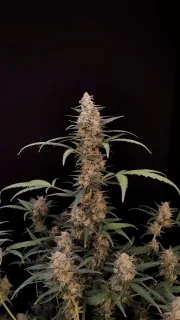 Original Auto Critical