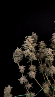 Original Auto Critical