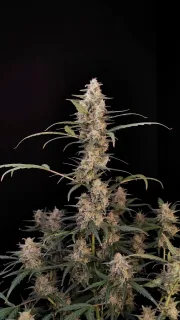 Original Auto Critical