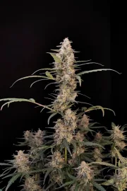 Original Auto Critical – FastBuds – Autoflowering