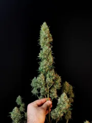 Original Auto Jack Herer