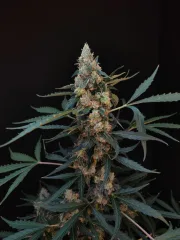 Original Auto Northern Lights