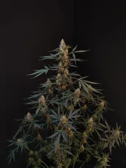 Original Auto Northern Lights