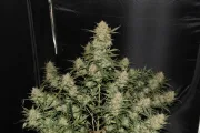 Original Auto OG Kush