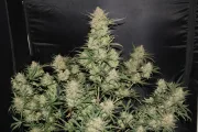 Original Auto OG Kush