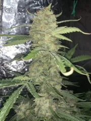 Original Auto OG Kush