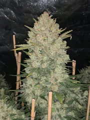 Original Auto OG Kush