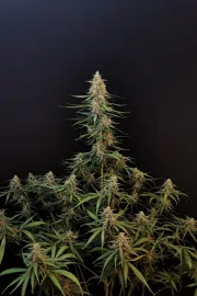 Original Auto Sour Diesel – FastBuds – Autoflowering