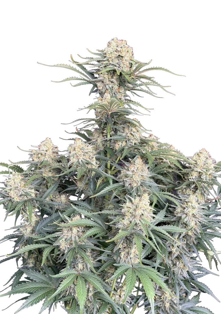 Original Auto White Widow – FastBuds – Autoflowering