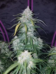 Pineapple Express Auto