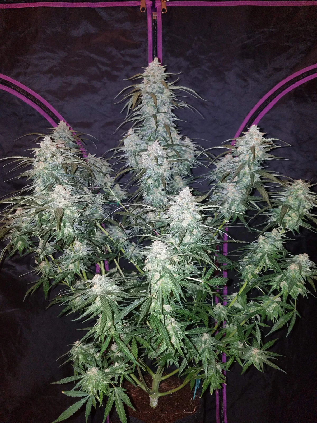 Pineapple Express Auto – FastBuds – Autoflowering