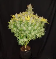 Rhino Ryder Auto – FastBuds – Autoflowering
