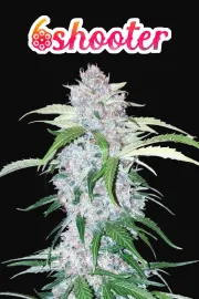 Six Shooter Auto