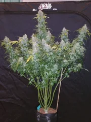 Six Shooter Auto