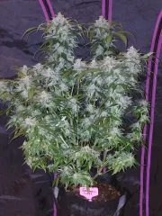 Tangie-Matic