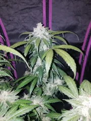 Tangie-Matic