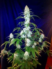West Coast OG Auto