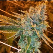 West Coast OG Auto