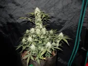 West Coast OG Auto