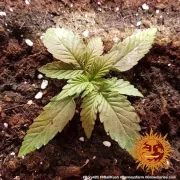 8 Ball Kush – Barneys Farm – Feminizowane