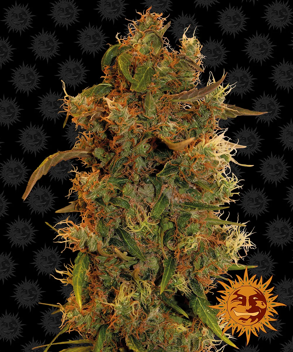 8 Ball Kush – Barneys Farm – Feminizowane