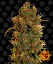 8 Ball Kush – Barneys Farm – Feminizowane