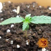 8 Ball Kush – Barneys Farm – Feminizowane