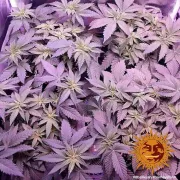 8 Ball Kush – Barneys Farm – Feminizowane