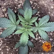 8 Ball Kush – Barneys Farm – Feminizowane