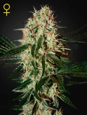 Arjans Haze 3 – Greenhouse Seed Co – Feminizowane