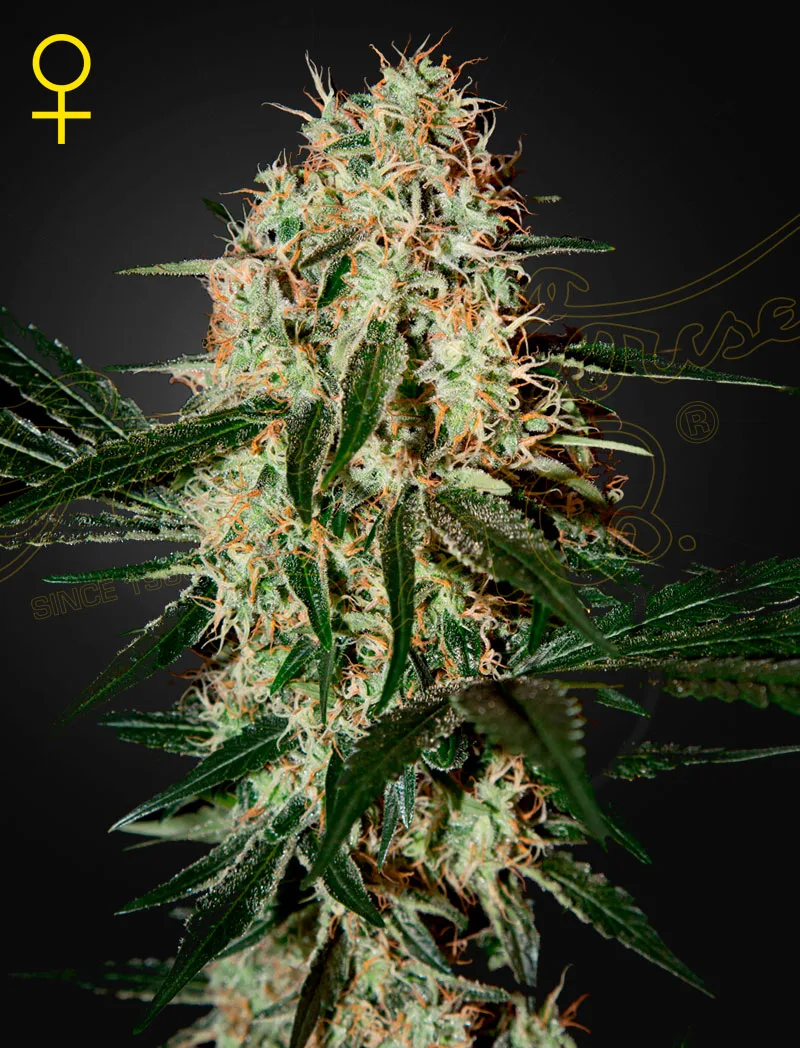 Arjans Haze 3 – Greenhouse Seed Co – Feminizowane