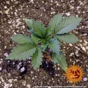 Acapulco Gold