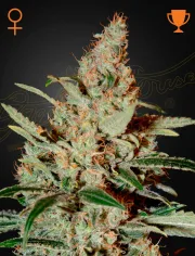 Chemdog – Greenhouse Seed Co – Feminizowane