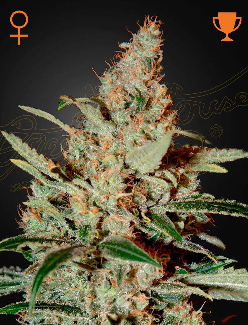 Chemdog – Greenhouse Seed Co – Feminizowane