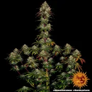 Amnesia Lemon