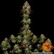 Amnesia Lemon