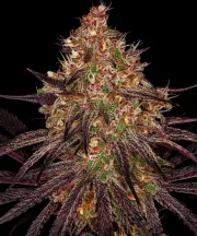 Ayahuasca Purple