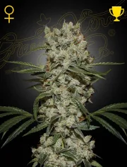Super Silver Haze – Greenhouse Seed Co – Feminizowane